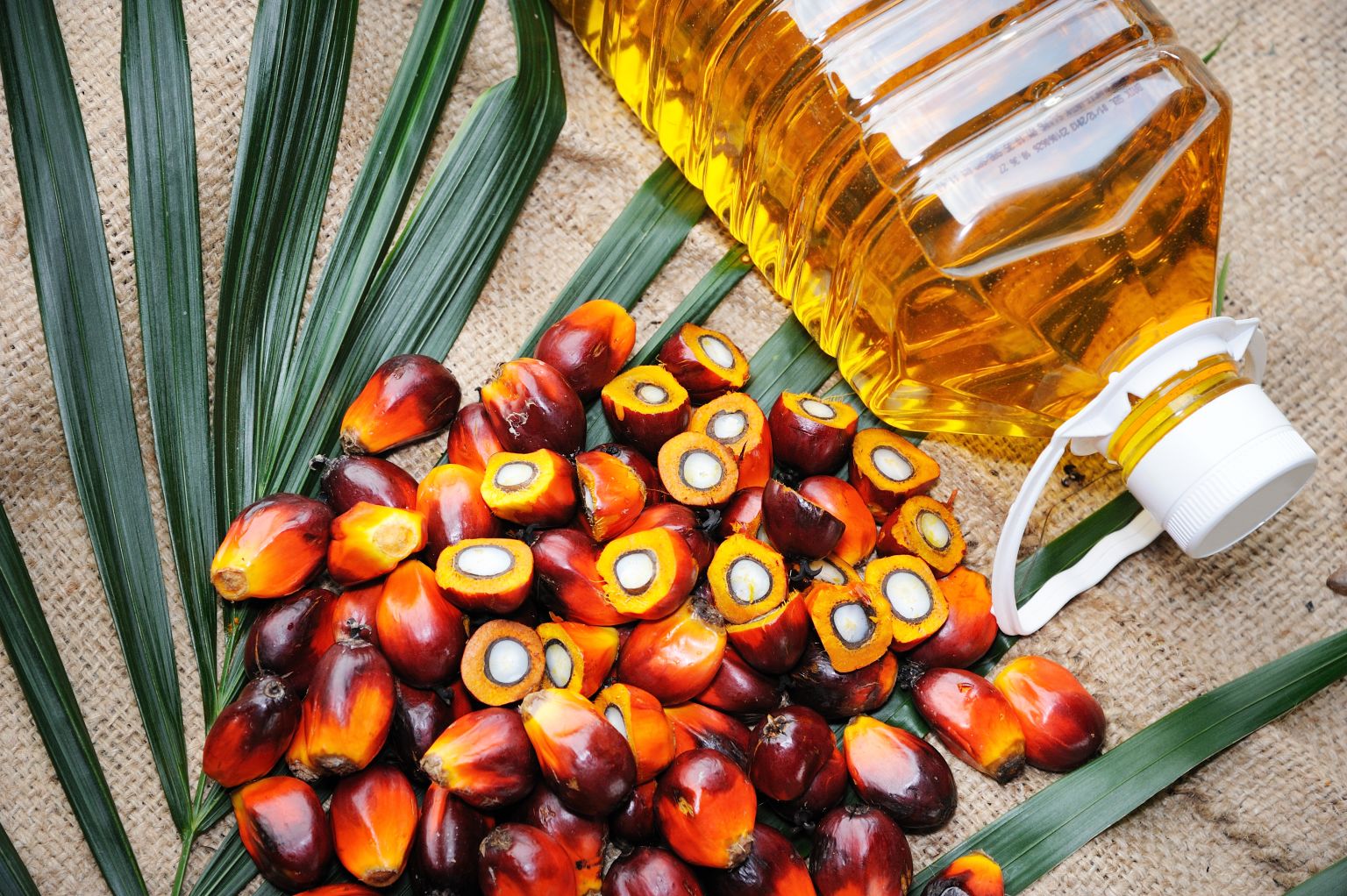 为什么棕榈油如此受欢迎